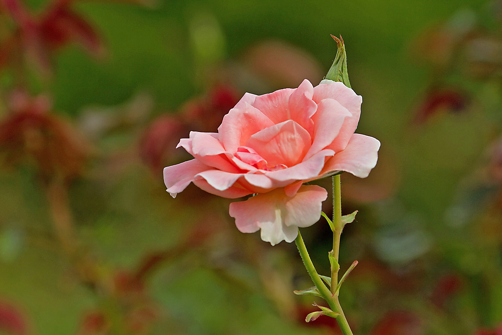 花 植物 サマーレディ 壁紙19x1280 壁紙館