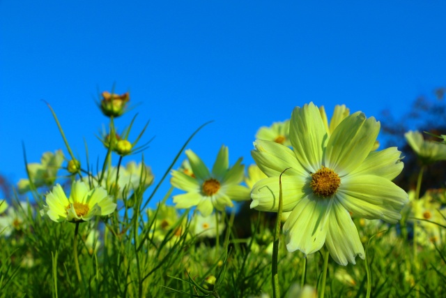 秋の花