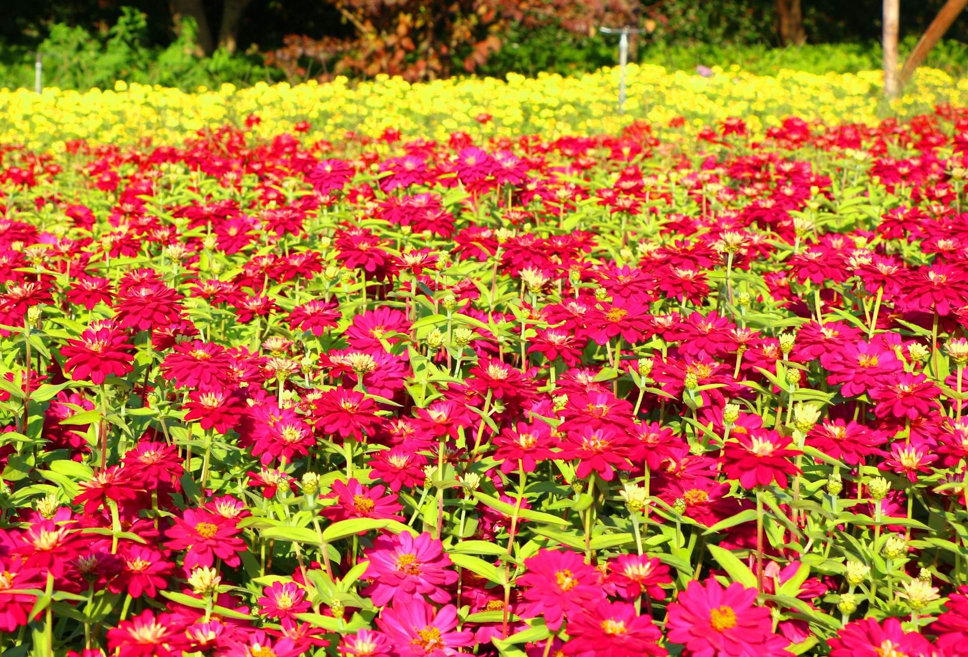 花 植物 秋の花 壁紙19x1303 壁紙館