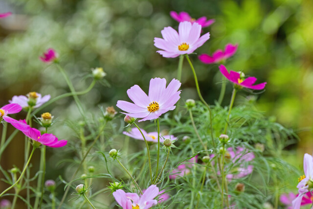 散歩道の花 2009-11-1