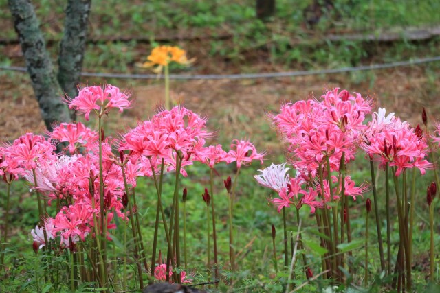 咲き始めた公園の秋の花