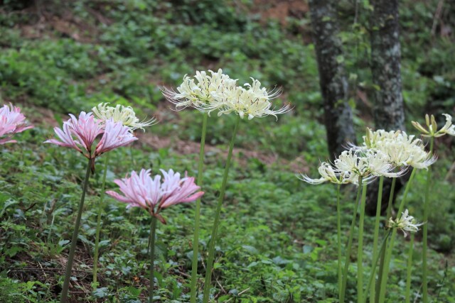 公園の秋の花