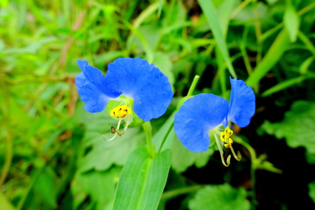 涼しく咲いている花