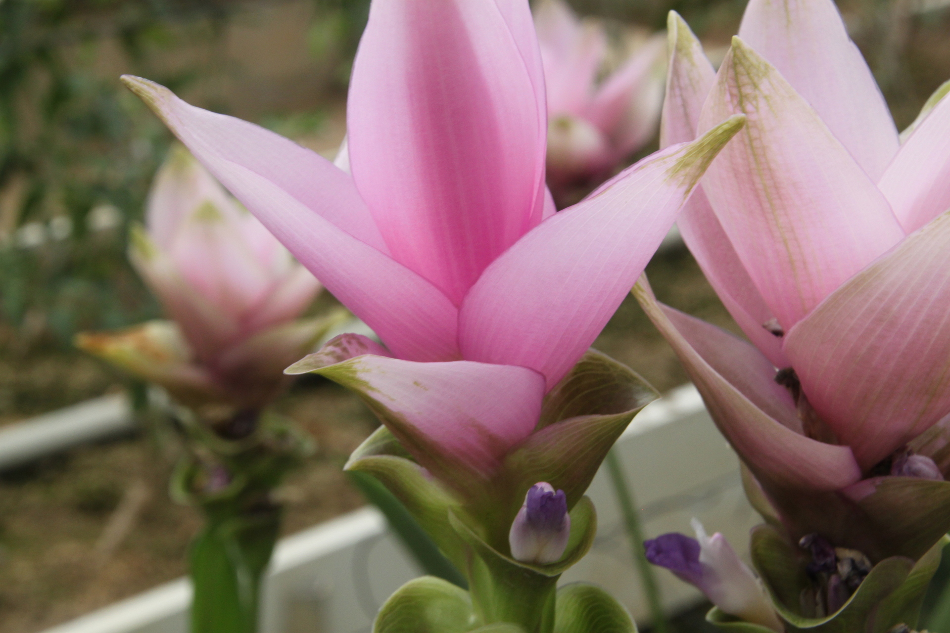 花 植物 ピンクの奇麗な花 壁紙19x1280 壁紙館