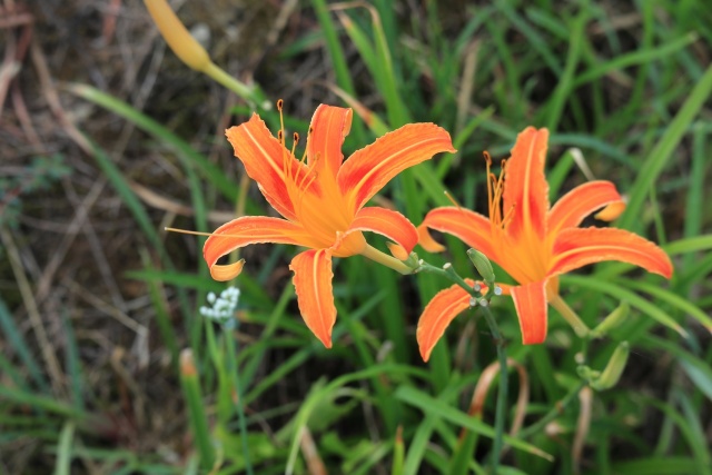 散歩道の花