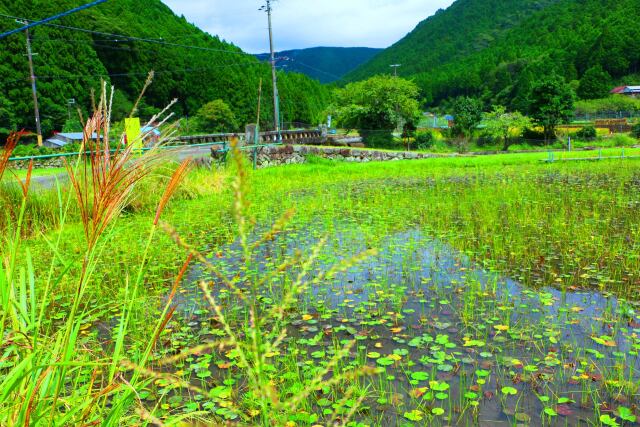 秋の里山