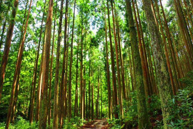 熊野古道