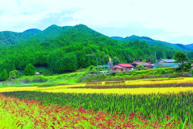 秋の里山