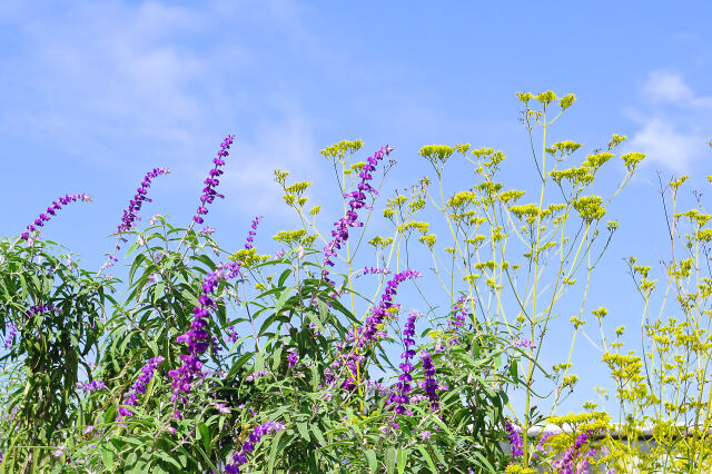 散歩道の花 2009-22-1