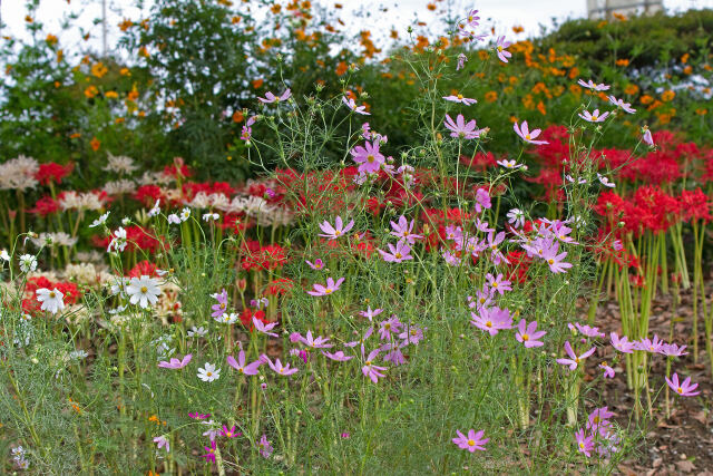 散歩道の花 2009-22-2