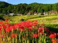 秋の訪れ棚田の彼岸花