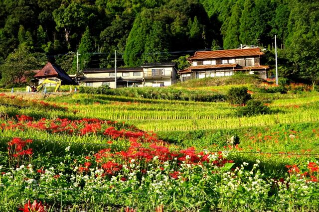 蕎麦の花と彼岸花の棚田