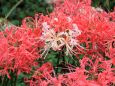 彼岸花の花たち