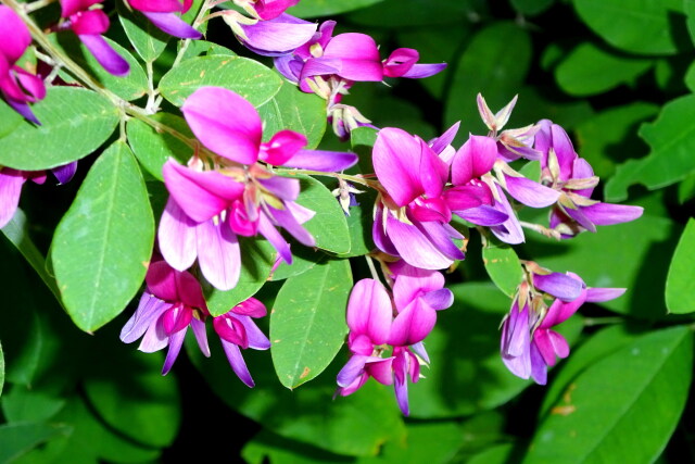 秋萩の花咲いて