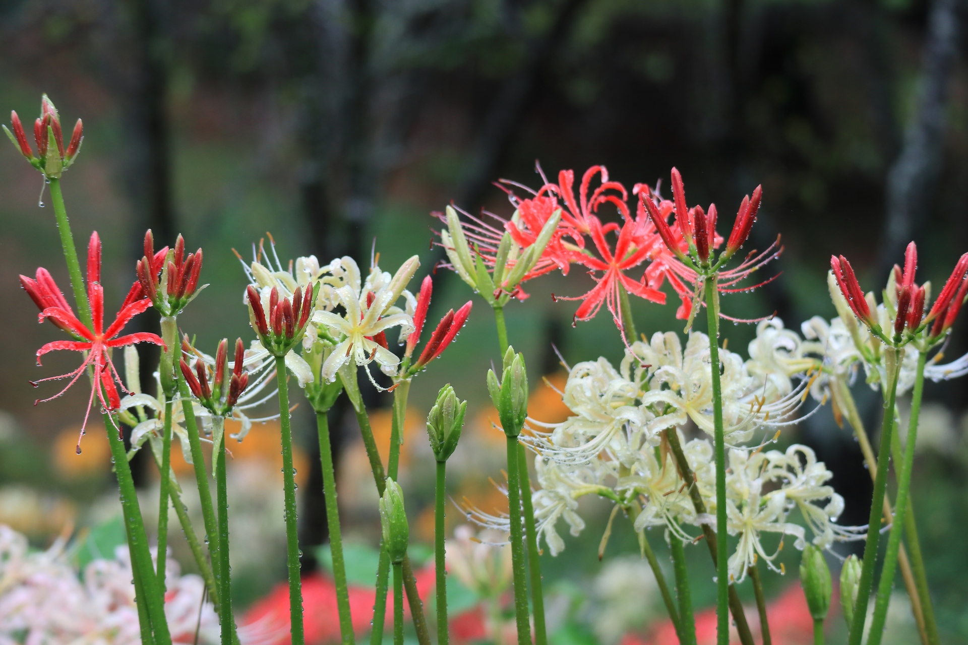 花 植物 つぼみの彼岸花 壁紙19x1280 壁紙館