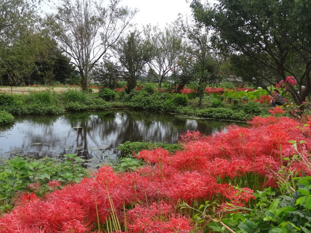 里山の群生彼岸花