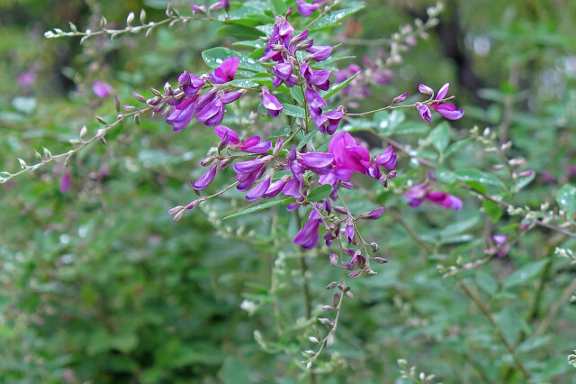 萩の花