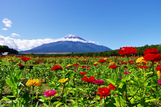 百日草と富士山