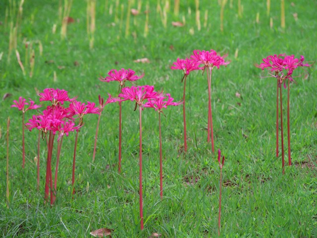 彼岸花