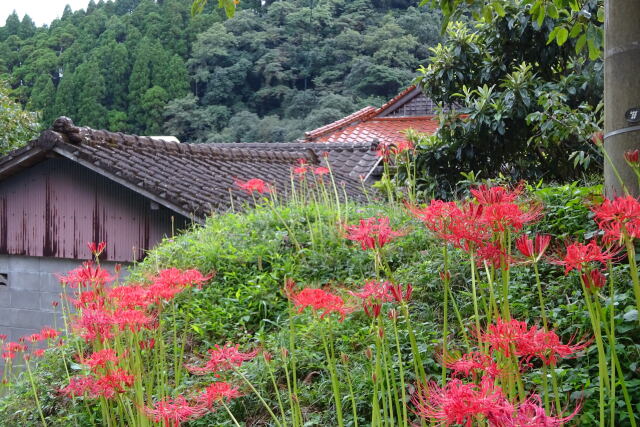 彼岸花が咲いている山村