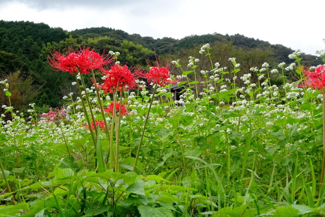 山村に咲く蕎麦の花と彼岸花