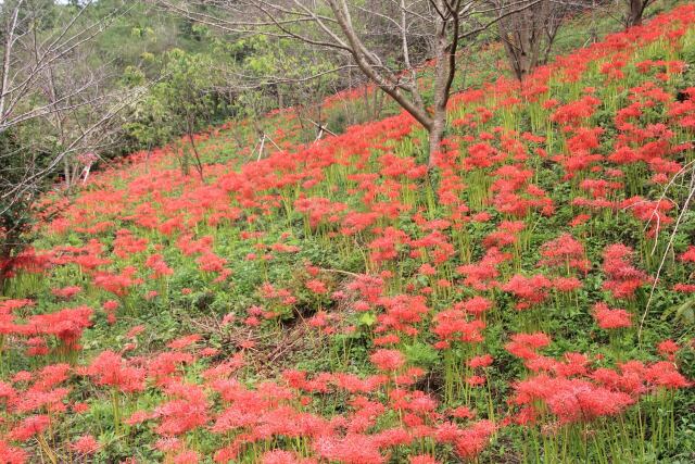 丘に咲く彼岸花