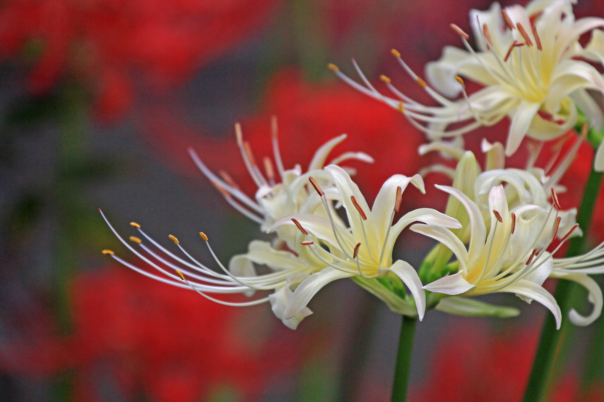 花 植物 彼岸花 壁紙19x1280 壁紙館