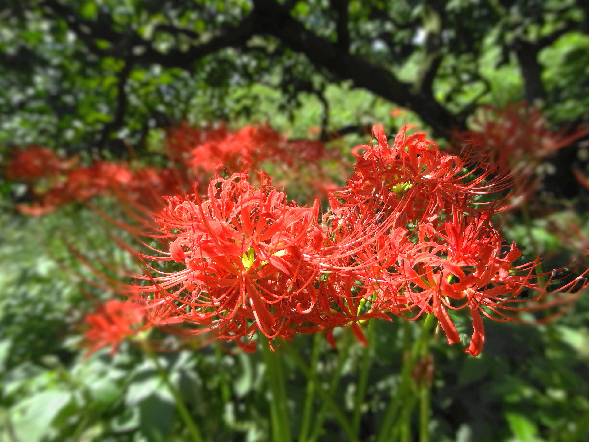 花 植物 彼岸花 壁紙19x1440 壁紙館