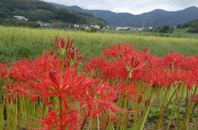 稲穂と彼岸花