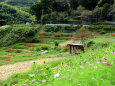 色々な花きれいな棚田風景