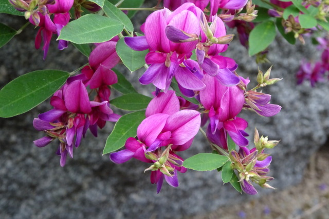 さわやかな萩の花