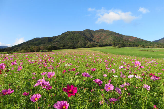 蒜山 秋 コスモス