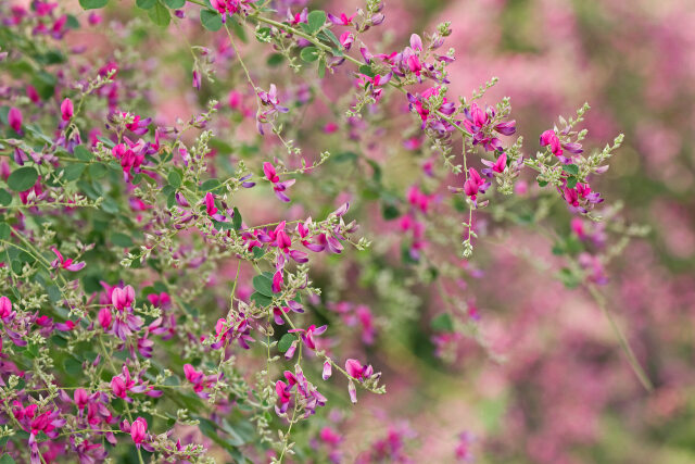 萩の花