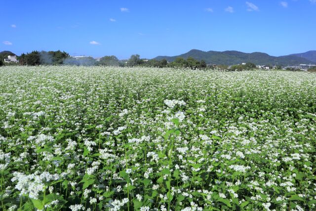 蕎麦畑