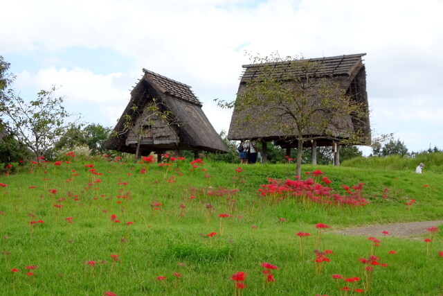 彼岸花の季節吉野ヶ里歴史公園