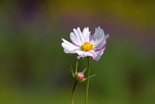 秋桜