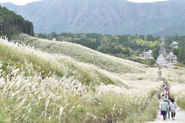 仙石原すすき草原