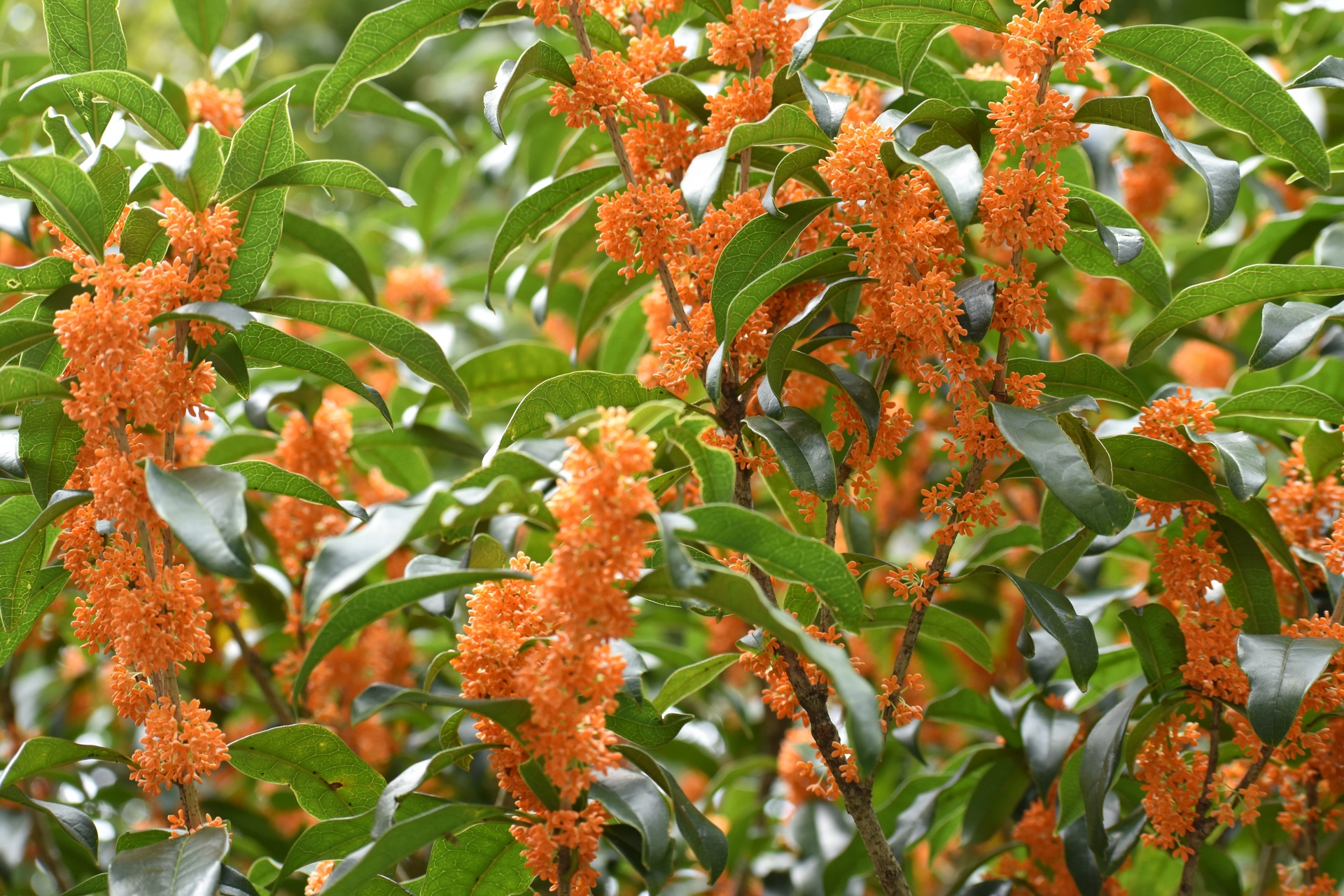 花 植物 金木犀 壁紙19x1280 壁紙館