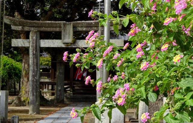 神社に咲いている花