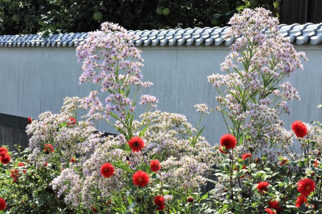 庭先の花たち