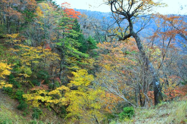 大台ケ原