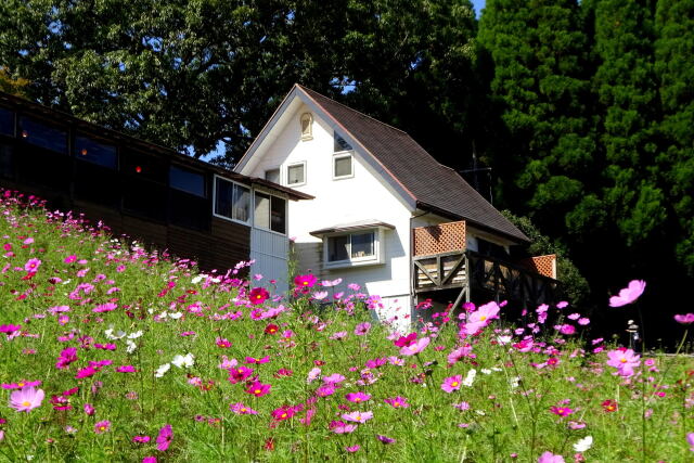 コスモスが咲いている山小屋