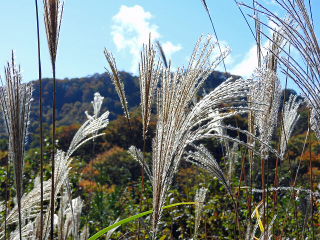 高原の秋