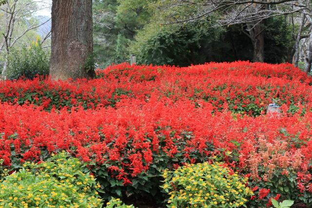 赤く染まる公園の花壇