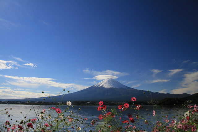 雪の富士山&コスモス