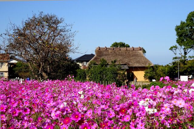 秋の平原歴史公園