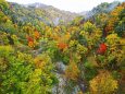 峡谷の紅葉