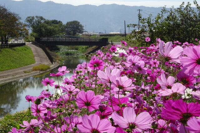 さわやかな秋桜