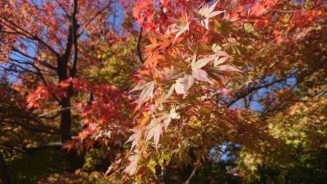 松本の紅葉