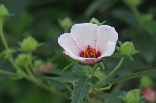 高砂芙蓉